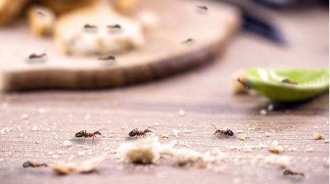 Ameisen loswerden: Ameisen krabbeln über einen Küchentisch