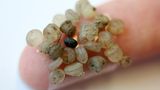 Mikroplastik, Pestizide und Atommüll sind nur drei der Stoffe, die die Menschheit in die Natur einbringt. Weil Lebewesen diese Stoffe nicht im Laufe der Evolution schon mit ihnen in Kontakt gekommen sind, kommen sie relativ schlecht mit ihnen zurecht.  Planetare Belastungsgrenze: überschritten.