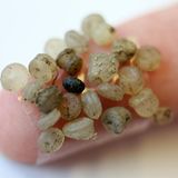 Mikroplastik, Pestizide und Atommüll sind nur drei der Stoffe, die die Menschheit in die Natur einbringt. Weil Lebewesen diese Stoffe nicht im Laufe der Evolution schon mit ihnen in Kontakt gekommen sind, kommen sie relativ schlecht mit ihnen zurecht.  Planetare Belastungsgrenze: überschritten.