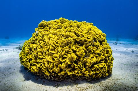Der pH-Wert der Weltmeere sinkt, die Ozeane werden also immer saurer. Grund ist immer mehr CO2 in der Atmosphäre, das vom Wasser aufgenommen und dort zu Kohlensäure wird. Vor allem für Tiere mit Kalk-Skeletten und -schalen wird das zum Problem: etwa Plankton, Korallen, Muscheln und Schnecken. Im saureren Wasser finden sie weniger Teilchen, mit deren Hilfe sie ihre Körper und Hüllen. Im schlimmsten Fall können sich ihre Schalen und Skelette auflösen. Trotz dieser Entwicklung hat die Versauerung der Ozeane die kritische Grenze noch nicht überschritten.  Planetare Belastungsgrenze: unterschritten.