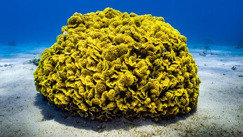 Der pH-Wert der Weltmeere sinkt, die Ozeane werden also immer saurer. Grund ist immer mehr CO2 in der Atmosphäre, das vom Wasser aufgenommen und dort zu Kohlensäure wird. Vor allem für Tiere mit Kalk-Skeletten und -schalen wird das zum Problem: etwa Plankton, Korallen, Muscheln und Schnecken. Im saureren Wasser finden sie weniger Teilchen, mit deren Hilfe sie ihre Körper und Hüllen. Im schlimmsten Fall können sich ihre Schalen und Skelette auflösen. Trotz dieser Entwicklung hat die Versauerung der Ozeane die kritische Grenze noch nicht überschritten.  Planetare Belastungsgrenze: unterschritten.