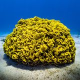 Der pH-Wert der Weltmeere sinkt, die Ozeane werden also immer saurer. Grund ist immer mehr CO2 in der Atmosphäre, das vom Wasser aufgenommen und dort zu Kohlensäure wird. Vor allem für Tiere mit Kalk-Skeletten und -schalen wird das zum Problem: etwa Plankton, Korallen, Muscheln und Schnecken. Im saureren Wasser finden sie weniger Teilchen, mit deren Hilfe sie ihre Körper und Hüllen. Im schlimmsten Fall können sich ihre Schalen und Skelette auflösen. Trotz dieser Entwicklung hat die Versauerung der Ozeane die kritische Grenze noch nicht überschritten.  Planetare Belastungsgrenze: unterschritten.