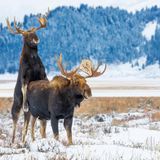 Zwei Elch-Männchen beim Balgen in Wyoming, USA. Das Geweih werfen sie im Januar ab, bis zur Brunft im Herbst wächst es nach.