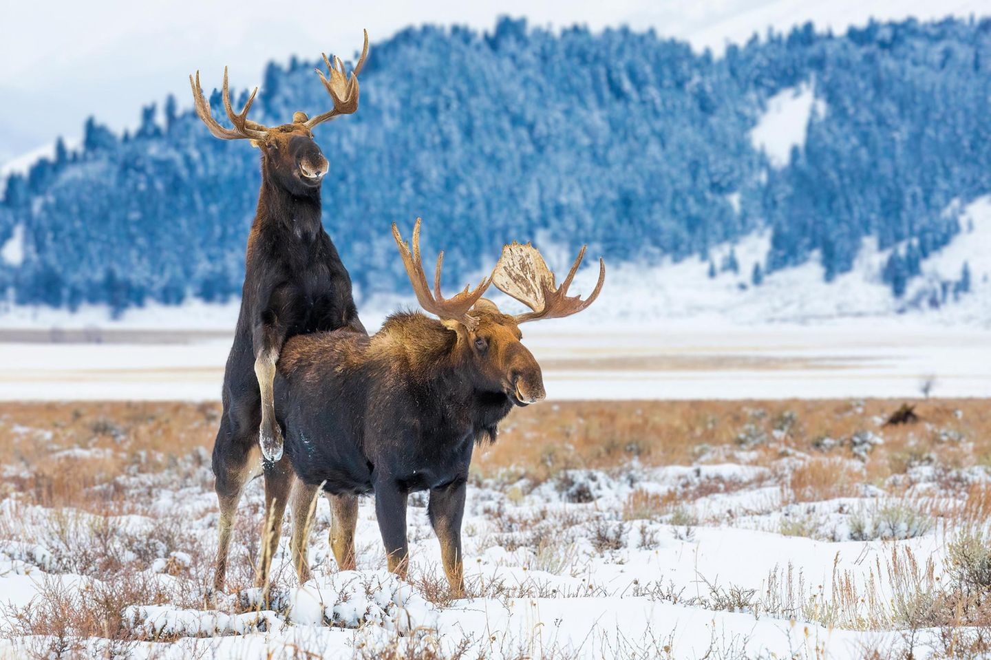 Zwei Elch-Männchen beim Balgen in Wyoming, USA. Das Geweih werfen sie im Januar ab, bis zur Brunft im Herbst wächst es nach.