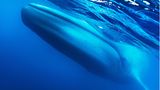 Ein Blauwal taucht nahe der Meeresoberfläche durch das Wass