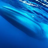 Ein Blauwal taucht nahe der Meeresoberfläche durch das Wass