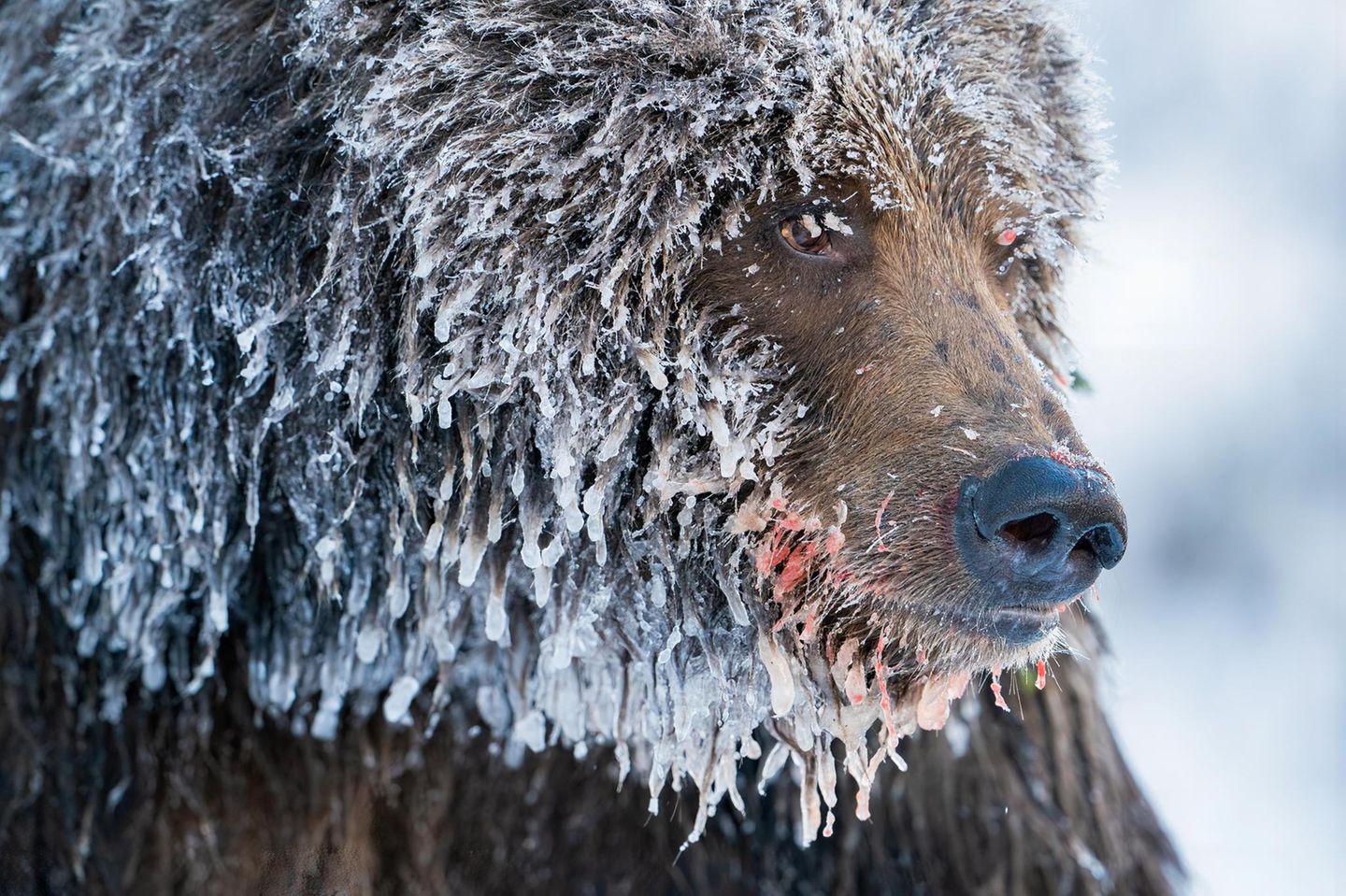 Ein Grizzlybär im nördlichen Yukon, Kanada. Nach dem Fischen im Fishing Branch River ist das Wasser in seinem Fell zu Eis gefroren.