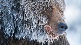 Ein Grizzlybär im nördlichen Yukon, Kanada. Nach dem Fischen im Fishing Branch River ist das Wasser in seinem Fell zu Eis gefroren.
