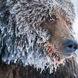 Ein Grizzlybär im nördlichen Yukon, Kanada. Nach dem Fischen im Fishing Branch River ist das Wasser in seinem Fell zu Eis gefroren.