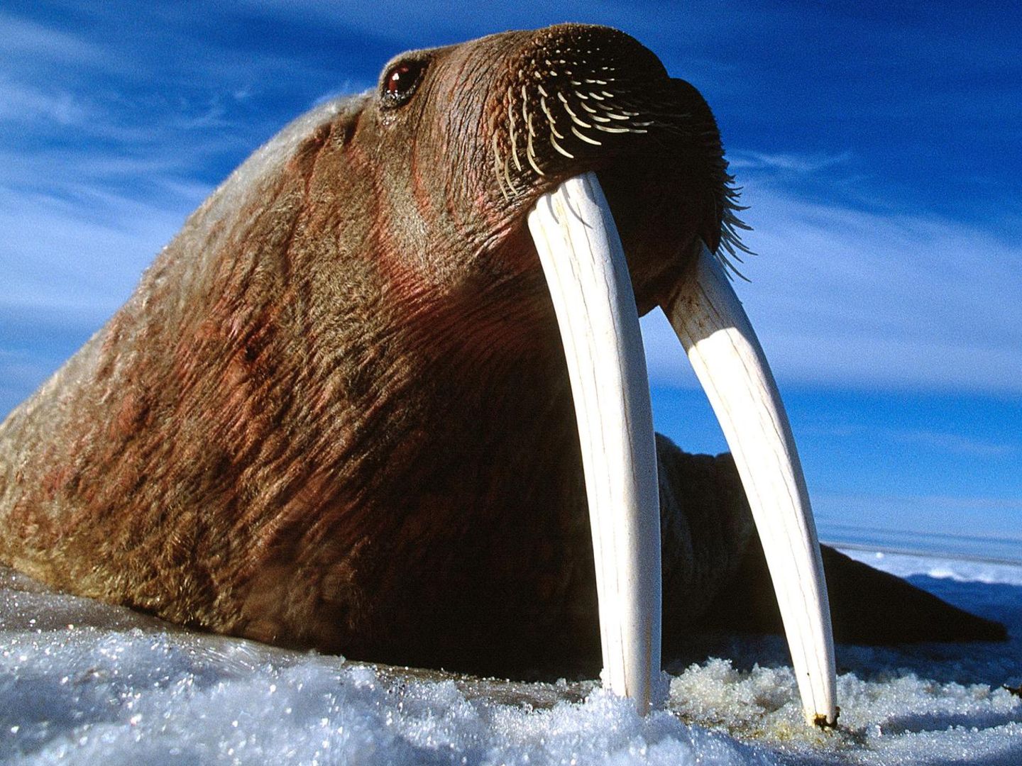 Walrosse, wie dieses hier auf der Baffininsel in Kanada, haben kaum natürliche Feinde – kein Wunder bei den beeindruckenden Hauern.