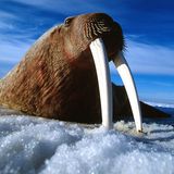 Walrosse, wie dieses hier auf der Baffininsel in Kanada, haben kaum natürliche Feinde – kein Wunder bei den beeindruckenden Hauern.