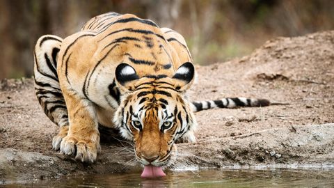 Auf diesen Königstiger – auch Bengaltiger genannt – warteten die Fotografen tagelang an einem Wasserloch in Indien. Nach dem Sibirischen Tiger ist er die größte Raubkatze der Welt.