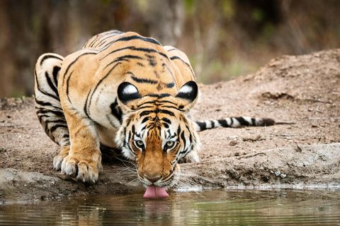 Auf diesen Königstiger – auch Bengaltiger genannt – warteten die Fotografen tagelang an einem Wasserloch in Indien. Nach dem Sibirischen Tiger ist er die größte Raubkatze der Welt.