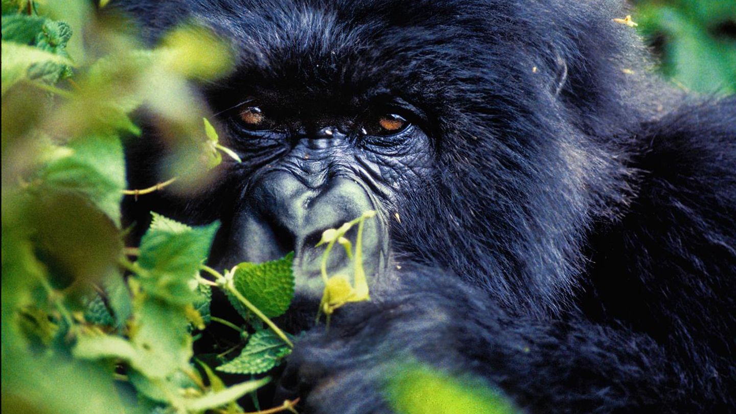 Berggorillas sind Vegetarier – und sehr groß. Dieses 220-Kilo-Männchen in Ruanda war trotzdem erst schüchtern, so Dimitrijevic.