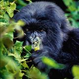 Berggorillas sind Vegetarier – und sehr groß. Dieses 220-Kilo-Männchen in Ruanda war trotzdem erst schüchtern, so Dimitrijevic.