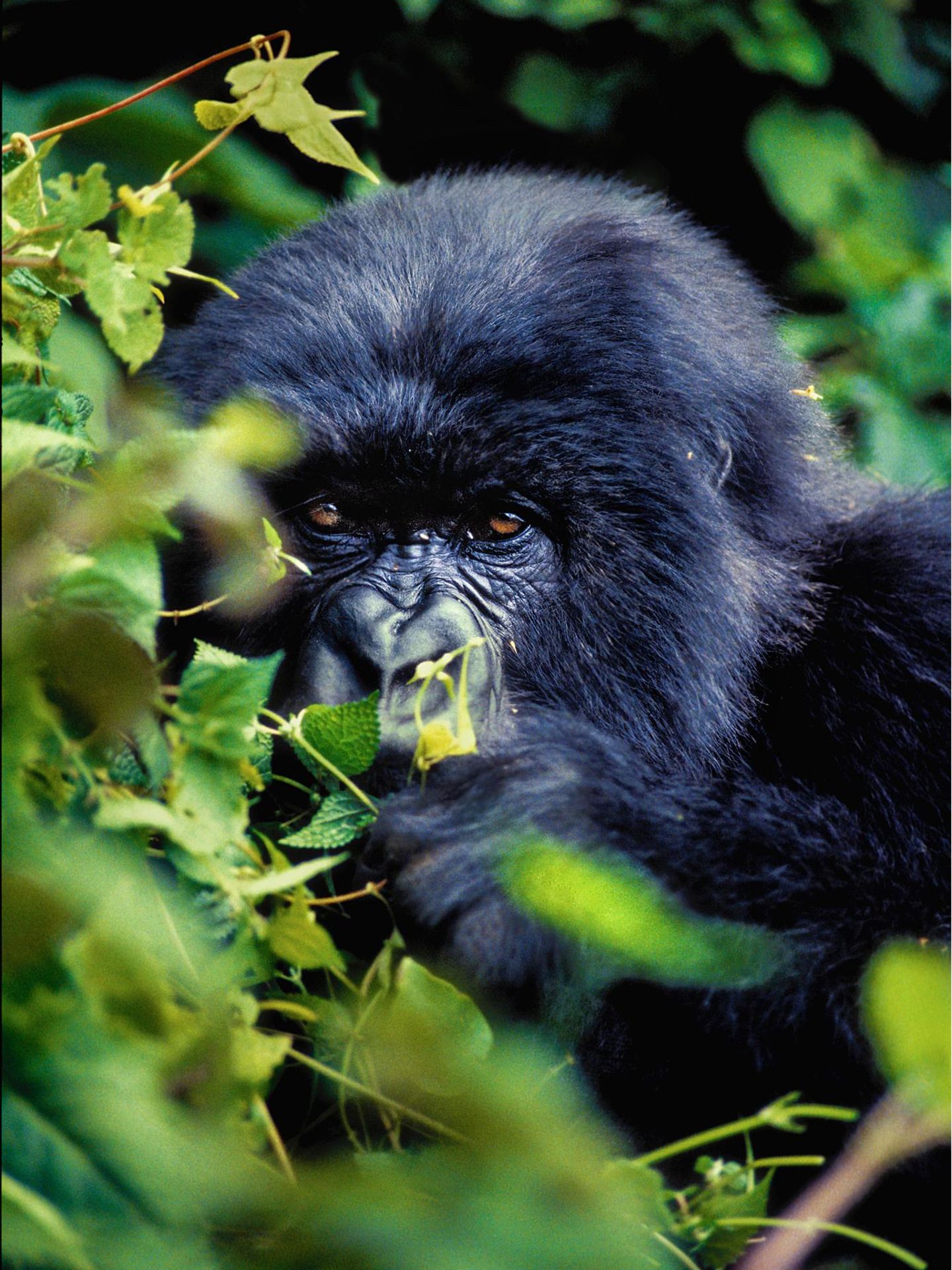 Berggorillas sind Vegetarier – und sehr groß. Dieses 220-Kilo-Männchen in Ruanda war trotzdem erst schüchtern, so Dimitrijevic.