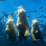 Nur eine Handvoll Menschen ist bisher mit Eisbären getaucht. Fotograf Nachoum ist einer davon. Die bis zu 590 Kilo schweren Tiere sind gute und schnelle Schwimmer.