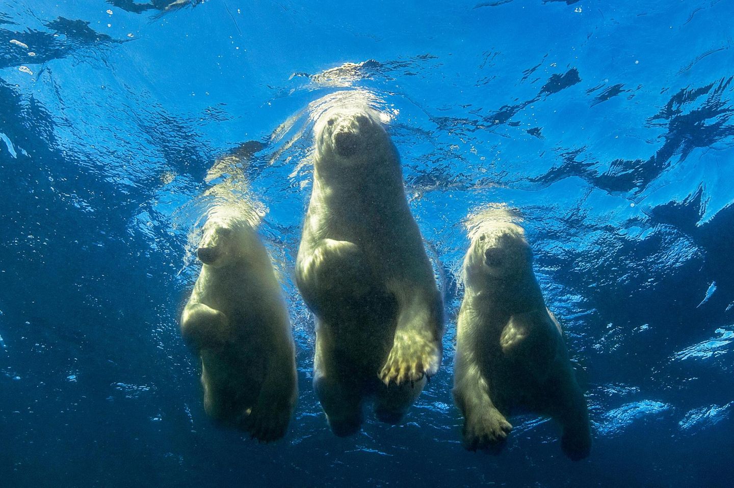 Nur eine Handvoll Menschen ist bisher mit Eisbären getaucht. Fotograf Nachoum ist einer davon. Die bis zu 590 Kilo schweren Tiere sind gute und schnelle Schwimmer.