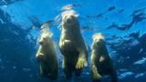 Nur eine Handvoll Menschen ist bisher mit Eisbären getaucht. Fotograf Nachoum ist einer davon. Die bis zu 590 Kilo schweren Tiere sind gute und schnelle Schwimmer.