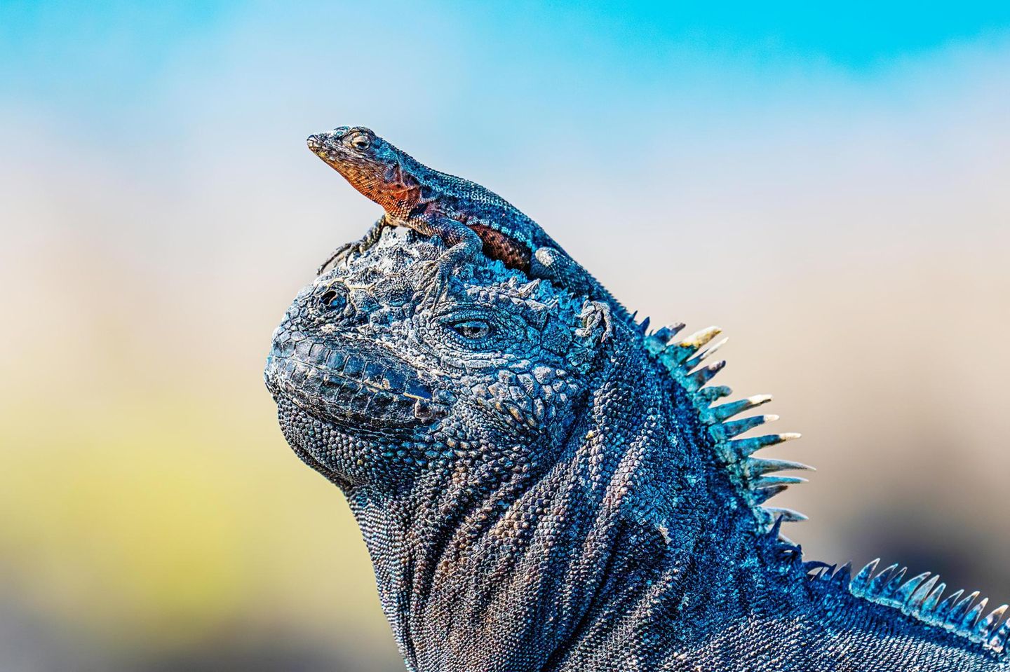 Galapagos, Ecuador: Eine Zauneidechse auf dem Kopf einer Meerechse. Die großen Tiere tauchen im Meer nach Algen und wärmen sich danach in der Sonne auf.