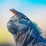 Galapagos, Ecuador: Eine Zauneidechse auf dem Kopf einer Meerechse. Die großen Tiere tauchen im Meer nach Algen und wärmen sich danach in der Sonne auf.