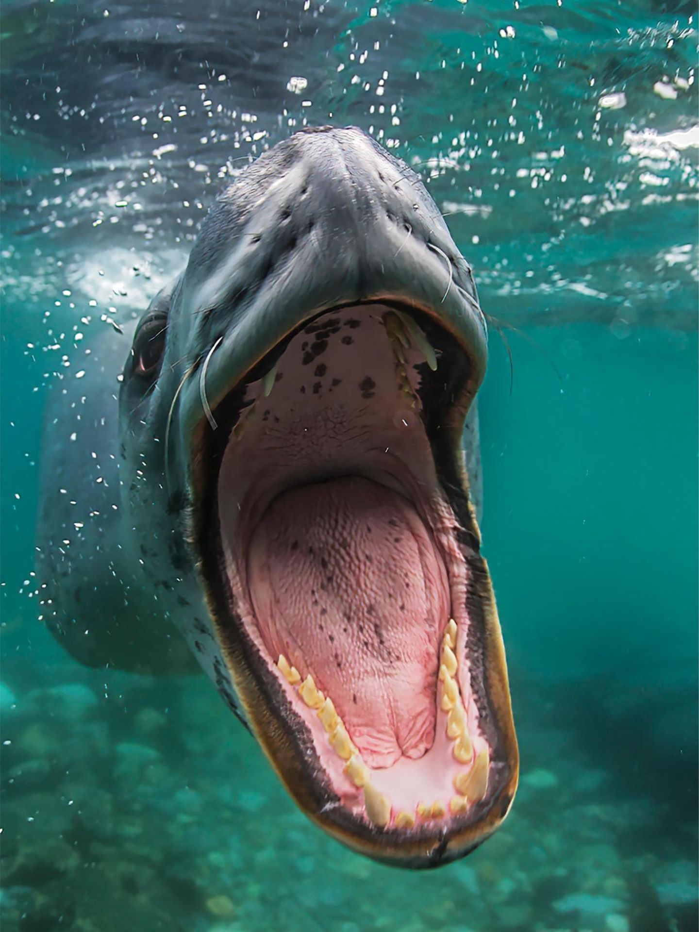 Der Seeleopard gehört zur Familie der Robben. Er ist eines der größten Raubtiere der Antarktis und jagt neben Fischen auch Pinguine.