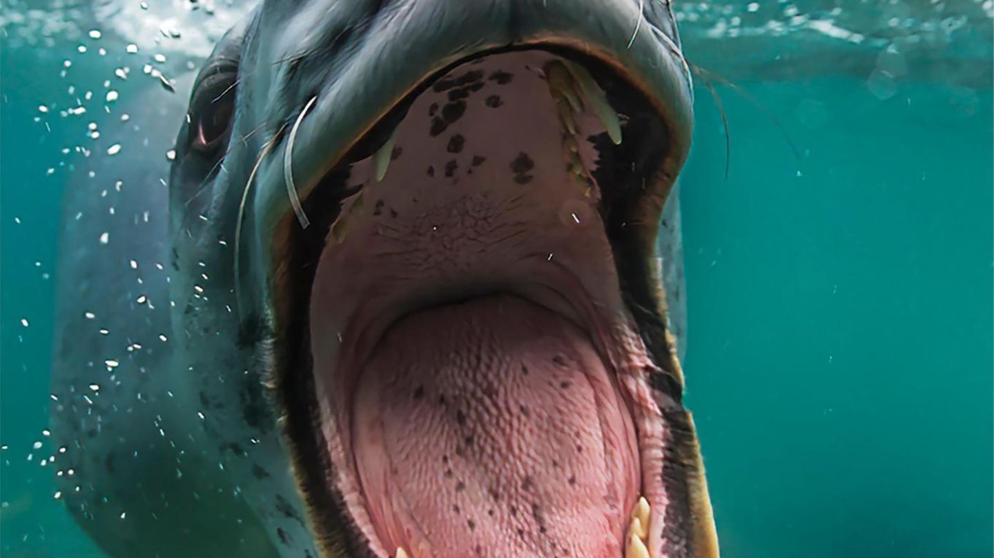 Der Seeleopard gehört zur Familie der Robben. Er ist eines der größten Raubtiere der Antarktis und jagt neben Fischen auch Pinguine.