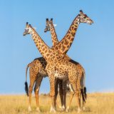 Über die Serengeti in Tansania blicken diese Giraffen, die höchsten Landtiere der Erde. Männchen werden bis zu sechs Meter groß.