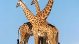 Über die Serengeti in Tansania blicken diese Giraffen, die höchsten Landtiere der Erde. Männchen werden bis zu sechs Meter groß.
