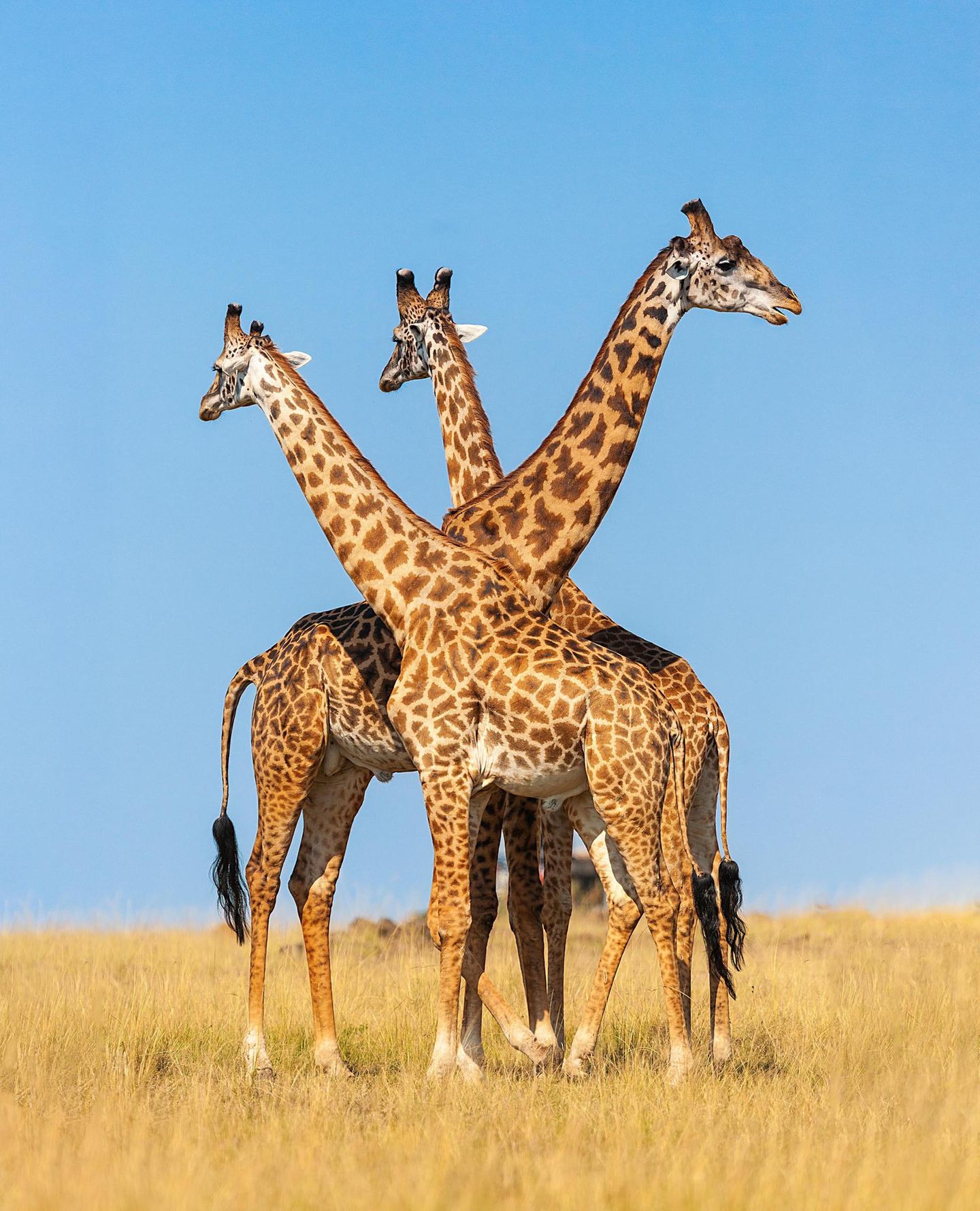 Über die Serengeti in Tansania blicken diese Giraffen, die höchsten Landtiere der Erde. Männchen werden bis zu sechs Meter groß.