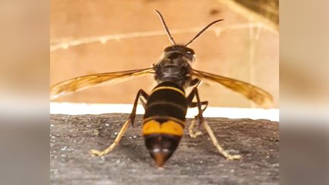 Hornissen gegen Wespen