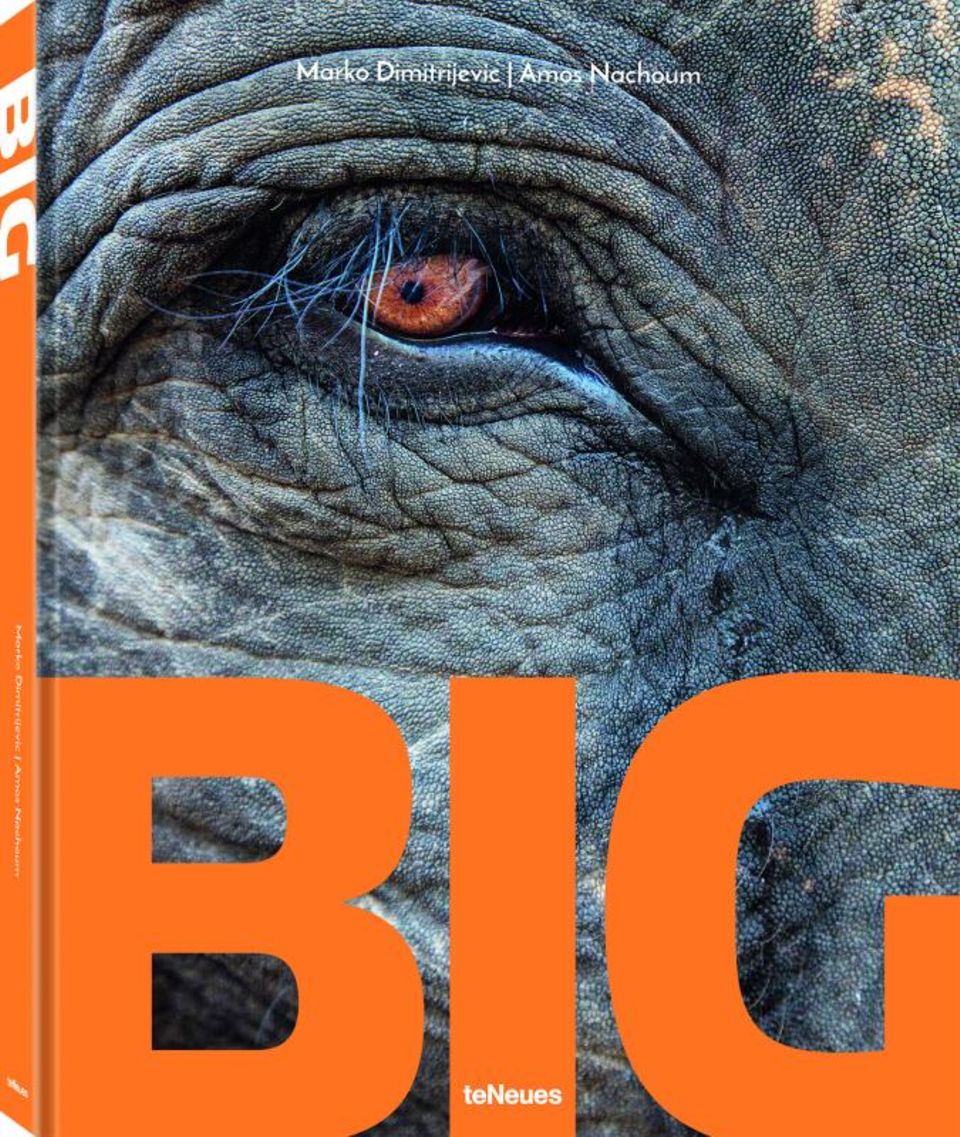 BIG ist der erste Bildband der mehrfach ausgezeichneten Fotografen und Freunde Amos Nachoum und Marko Dimitrijevic. Die beiden nehmen uns darin mit auf eine berührende Reise zu den größten Tieren unserer Erde. Das Buch erschien am 13.4.2022 im TeNeues Verlag