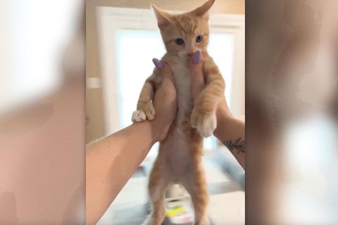 Neue TikTok-Challenge: Menschen schleudern für Klicks ihre Katzen durch die Luft