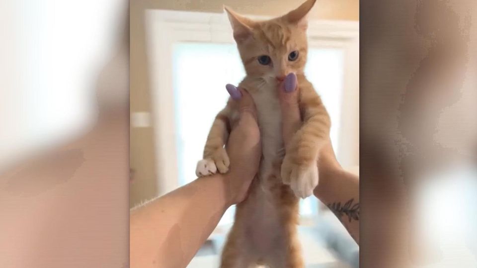 Neue TikTok-Challenge: Menschen schleudern für Klicks ihre Katzen durch die Luft