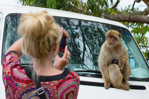 Frau fotografiert einen Affen in Gibraltar