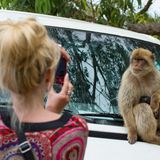 Frau fotografiert einen Affen in Gibraltar