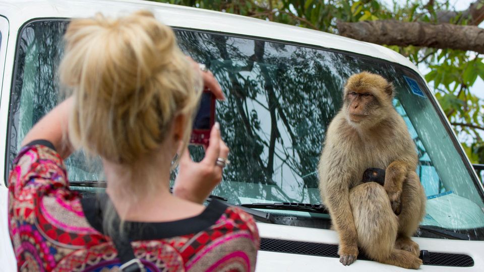 Frau fotografiert einen Affen in Gibraltar