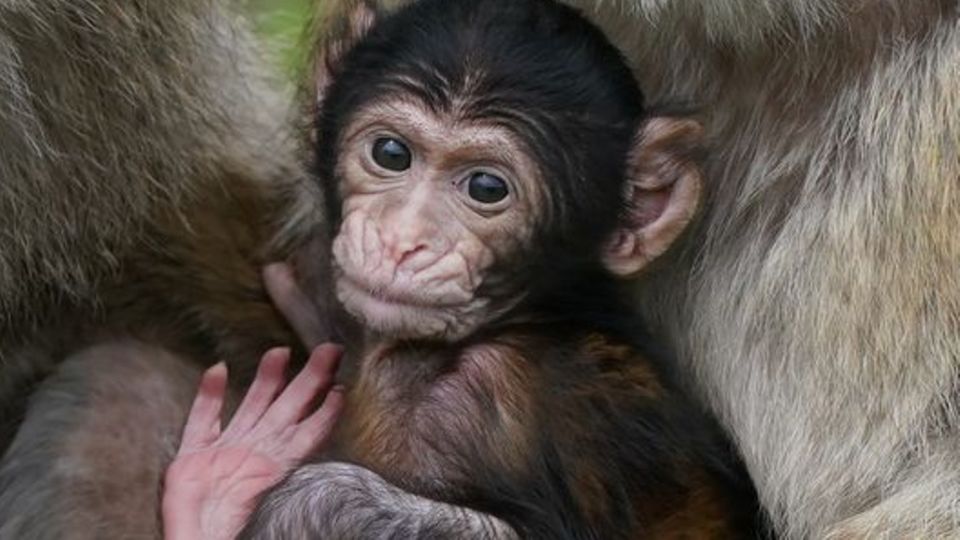 Makaken-Nachwuchs in einem britischen Zoo