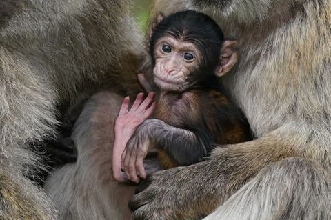 Makaken-Nachwuchs in einem britischen Zoo