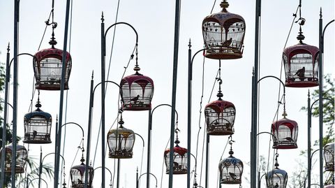 Narathiwat, Thailand. In hunderten Käfigen sitzen Vögel bei einem Singwettbewerb. Ihre Besitzer haben sie aus ganz Thailand sowie aus Malaysia und Singapore zum alljährlichen Wettbewerb gebracht. In luftiger Höhe sitzen die Tiere nun in ihren Käfigen – dem Himmel so nah und doch so fern.