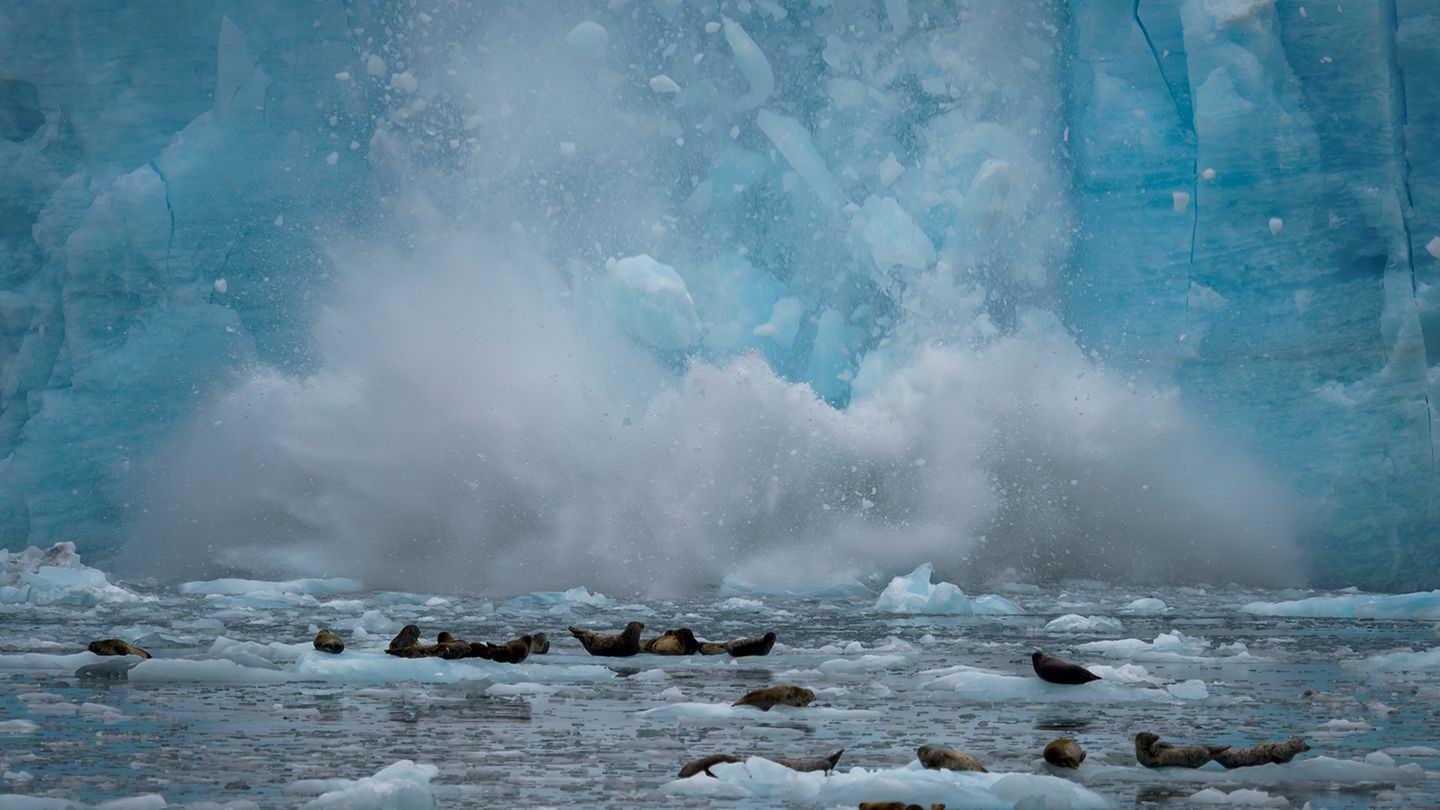 Ein Gletscher bricht weg und fällt vor ein Gruppe Robben ins Meer