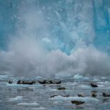 Ein Gletscher bricht weg und fällt vor ein Gruppe Robben ins Meer