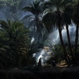 Das Bild eines Palmenhains am Ufer des Nil