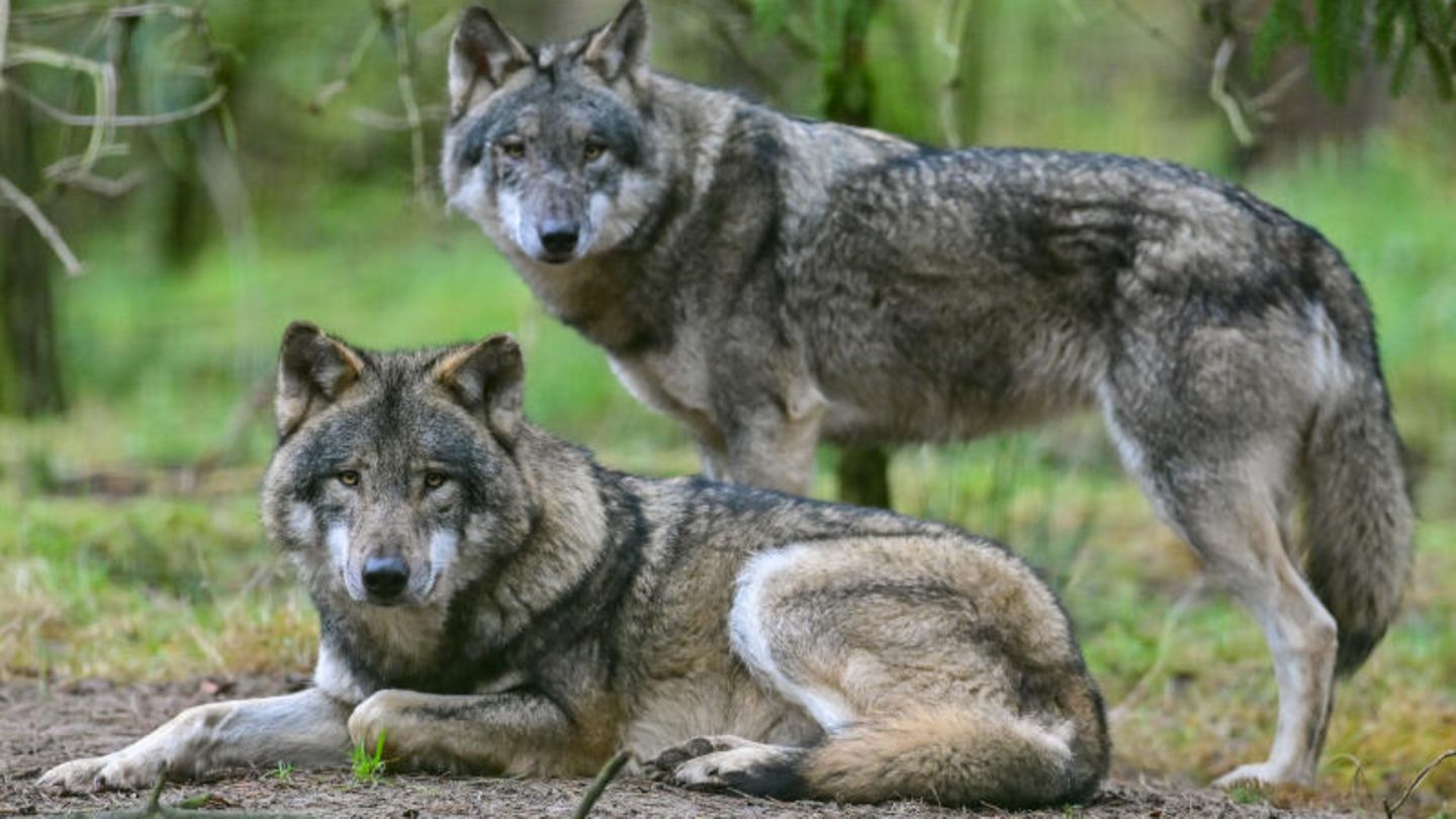 Wolfsangriff in Harburg