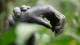 Eine Detailaufnahme zweri ganz entspannter Schimpansenhände