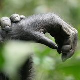 Eine Detailaufnahme zweri ganz entspannter Schimpansenhände