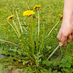 Eine Person entfernt Löwenzahn aus dem Rasen