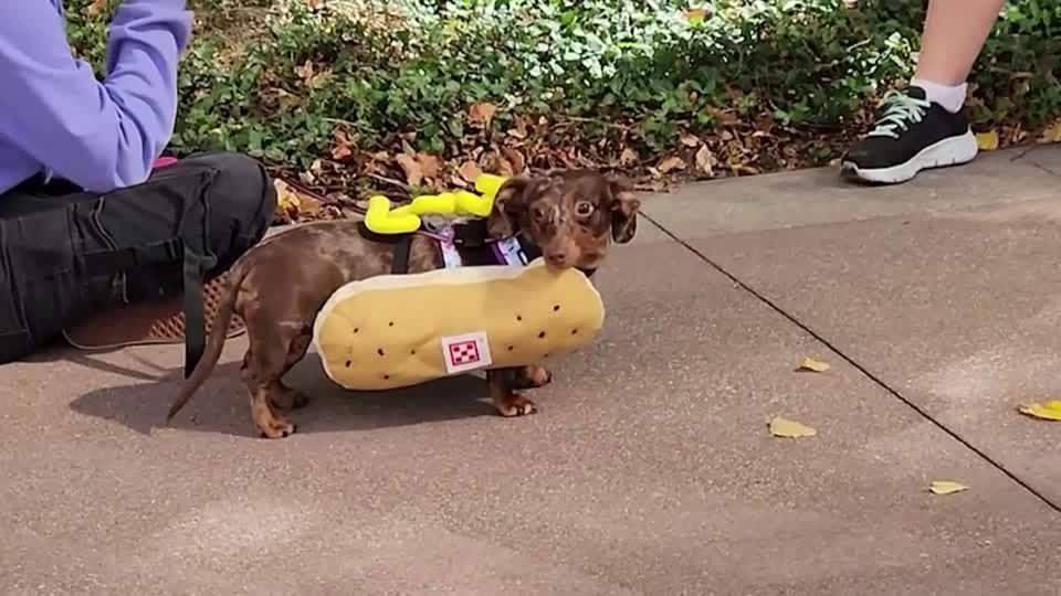 Video: Cincinnati feiert Oktoberfest mit "Hot Dogs"