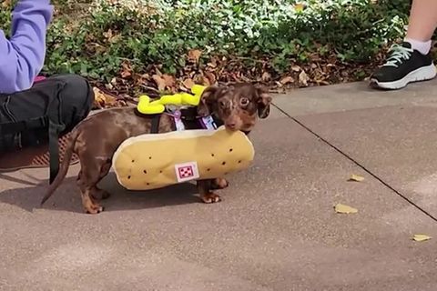 Video: Cincinnati feiert Oktoberfest mit "Hot Dogs"
