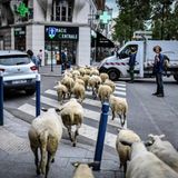 "Die Welt erlebt eine Dreifachkrise aus Klimawandel, Verschmutzung und dem Verlust an biologischer Vielfalt. Die gewaltige Zunahme von Waldverlust, Bodendegradation und Artensterben stellt eine schwere Bedrohung für die Erde und die Menschen dar", steht im UN-Zwischenbericht zu den Nachhaltigkeitszielen. "Um Ziel 15 zu erreichen, bedarf es eines grundlegenden Wandels der Beziehung des Menschen zur Natur, rascherer Maßnahmen gegen die tieferen Ursachen dieser miteinander verbundenen Krisen und eine größere Anerkennung des unschätzbaren Wertes der Natur."